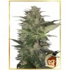 Mr. Hide Seeds - Auto Gorilla Cream 3 ks - Semená neobsahujú THC