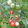Paradajka Red Robin - Solanum lycopersicum - semená paradajok - 6 ks