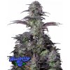 Fast Buds Cannabis Seeds Blueberry Auto 1 ks