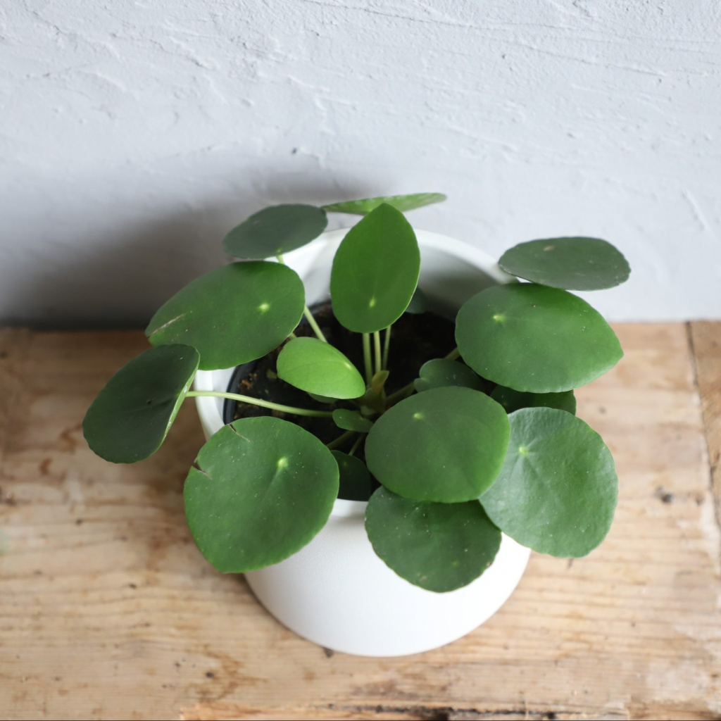 Pilea Peperomioides