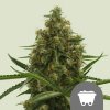 Royal Queen Seeds - Shining Silver Haze regular 25 ks - Semienka neobsahujú THC