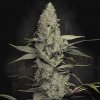 Paradise Seeds Wappa semena neobsahují THC 50 ks