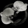 LP Mike Patton: Corpse Flower CLR