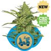 Royal Queen seeds Fast Eddy Automatic neobsahují THC 3 ks