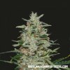 Kalashnikov Seeds - White Russian OG 3 ks - Semená neobsahujú THC