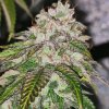 Pheno Finder Seeds - Kuntz N Cream 5 ks - semená neobsahujú THC