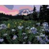 zuty Zuty - Maľovanie Podľa Čísel - Fialové Kvety Na Úpätí Hory (Dennis Frates), 40X50 Cm, Plátno (8596530160922)