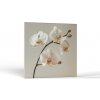 Kvety Harmónia orchideí | Obrazy Vintessia Rozmery štvorec: 50x50