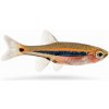 Aquascaperi Razbora škvrnochvostová - Boraras urophthalmoides