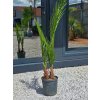 Phoenix canariensis 2 kmeňe vo výške 145 cm