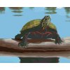 zuty Zuty - Maľovanie Podľa Čísel - Korytnačka Pri Rybníku (Robert Johnson), 40X50 Cm, Plátno+Rám (8596530122210)