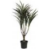 Dracena zeleno-červená, 90 cm