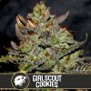 Blimburn Seeds Cannabis Seeds Girl Scout Cookies Feminizované 3 ks