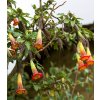 Durman krvavý - Brugmansia sanguinea - predaj semien - 7 ks