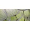 ForWall Fototapeta panoramatická vliesová Interior of dandelion 250 x 104 cm