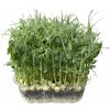 Hrách setý Affyla na microgreens, 1 kg
