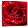 Sablio Obraz Ruža - 50x50 cm