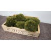 Stabilizovaný mach – Kopčekový – Mood moss – nature green 10ks