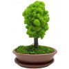 Bezúdržbový bonsaj Simple Brown