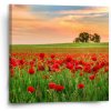Sablio Obraz Pole vlčích makov 2 - 50x50 cm