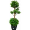 Jedľa kórejská bonsaj 130-170 cm, kont. 55 l