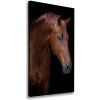 Vertikálny foto obraz na plátne Portrét koňa 50x100 cm