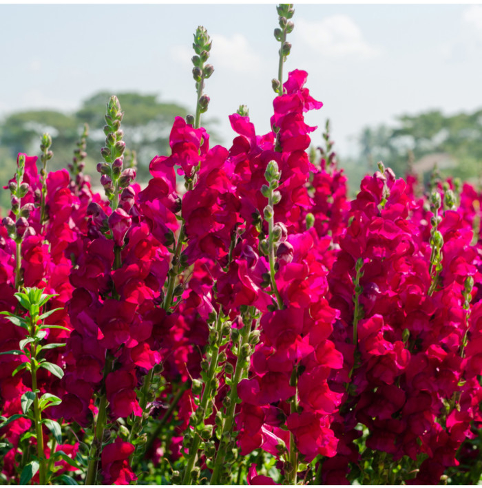 Papuľka väčšia tmavoružová - Antirrhinum majus - semená papuľky - 20 ks