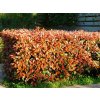 Červienka fraserová Red Robin, výška 80-100 cm, kvetináč 9 l