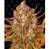 Barney's Farm Dos Si Dos Auto neobsahuje THC 5 ks