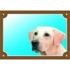 Dafiko Tabulka Tady hlídám! Labradorský retriever světlý 1ks