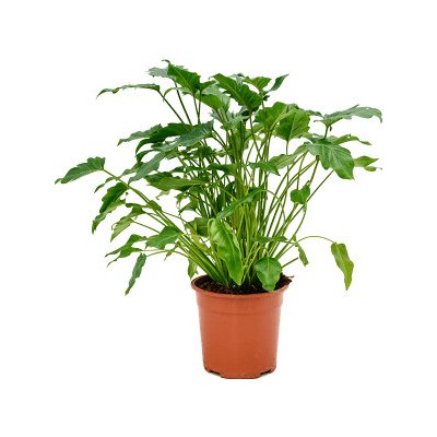 Philodendron xanadu 21x60 cm