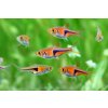 Razbora Espeho - Trigonostigma espei