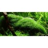 Riccia fluitans 1-2 Grow!