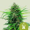 Royal Queen Seeds - Pink Runtz Auto 10 ks - Semená neobsahujú THC