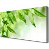 Obraz Canvas Zelené listy príroda 100x50 cm