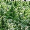 Mr. Nice Dreamtime regular semena neobsahují THC 15 ks