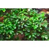 Bucephalandra pygmaea Bukit Kalem