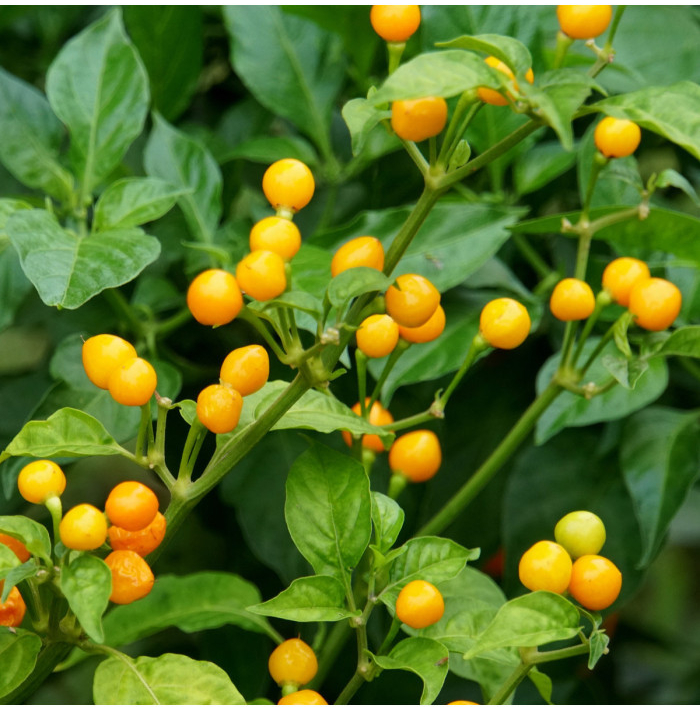 Chilli Aji Charapita - Capsicum Chinense - semená chilli - 7 ks