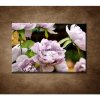 Obraz - Pivonky 90x60cm