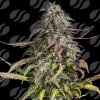 Original Sensible Seeds - Melon Mosh Auto 3 ks - Semená neobsahujú THC