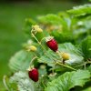 Jahoda mesačná Alexandria - Fragaria vesca - semená jahôd - 20 ks
