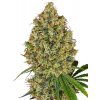 Sensi Seeds Cannabis Seeds AK-420 Feminized by White Label, 3-10 ks 3 ks
