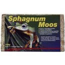 Lucky Reptile Sphagnum Moos 500 g