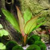 Echinodorus Devils Eye (Košíčková Ø 5,5 cm)