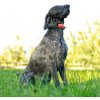 Obojok pre ďalšieho psa DOG GPS X30 Farba: Oranžová(orange)