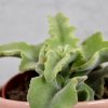 Kalanchoe Beharensis