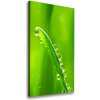 Vertikálny foto obraz canvas Steblo trávy 50x100 cm