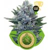 Royal Queen seeds Northern Light Automatic 100 ks neobsahují THC