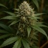 Propaganja Seeds Tropical Pup semienka neobsahujú THC 5 ks