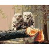 zuty Zuty - Maľovanie Podľa Čísel - Mláďatá Sovy Na Pokácenom Strome (D. Rusty Rust), 40X50 Cm, Plátno (8596530182320)